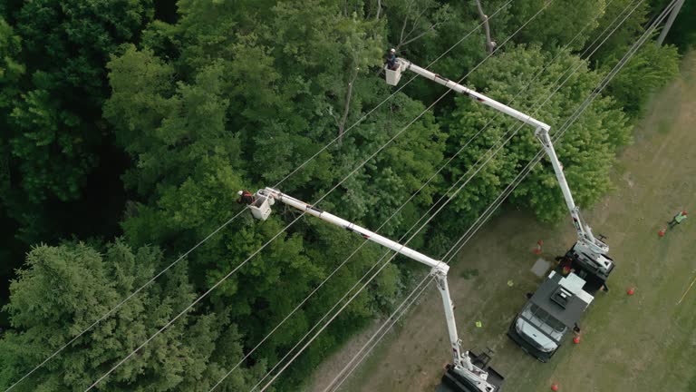 Best Tree Cabling and Bracing  in Rogersville, TN